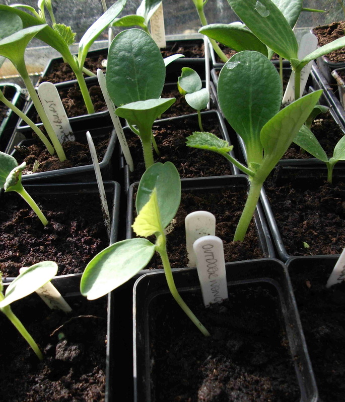 melon and courgette plants
