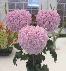 Show chrysanths at seahousesure
