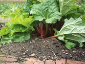 Picture rhubarb, can it prevent clubroot