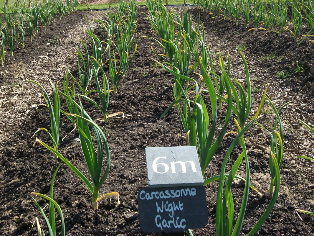 Picture garlic in sissinghurst vegetable garden