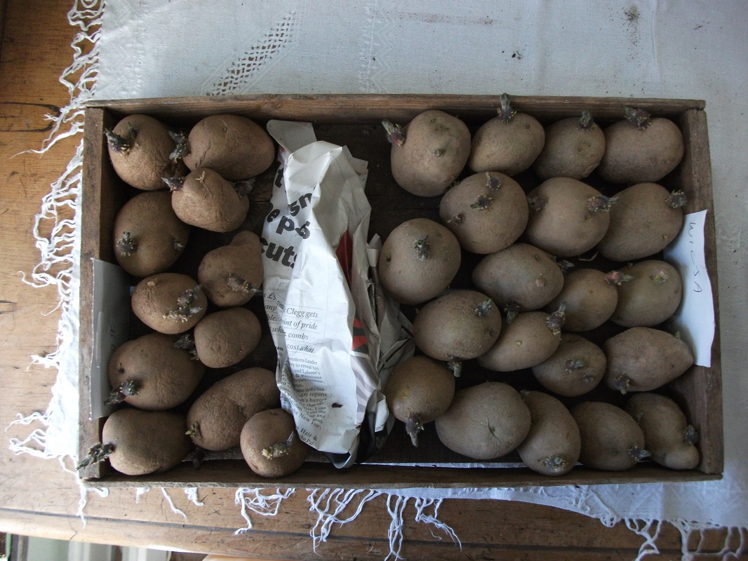 seed poatoes 'chitting'Picture