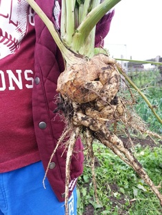 how to grow parsnipsPicture