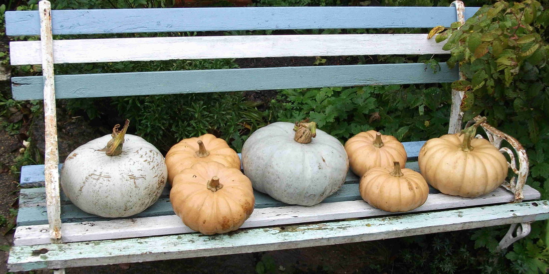 winter squash crown prince and autumn crownPicture