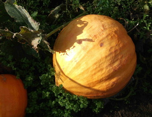 Pumpkin Show Picture
