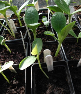 Young plants in single pots