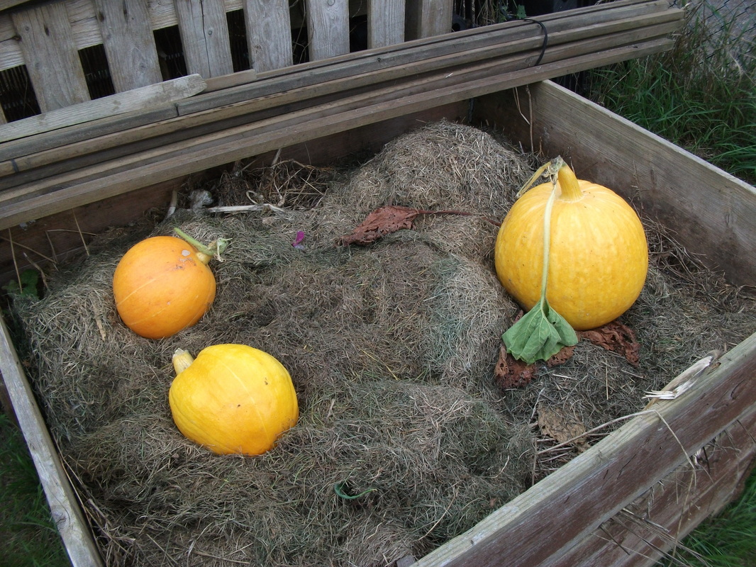 Pumpkins on the compost heap after Halloween Picture